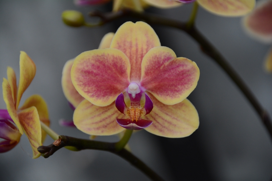 Orchideen in allen Farben und Formen