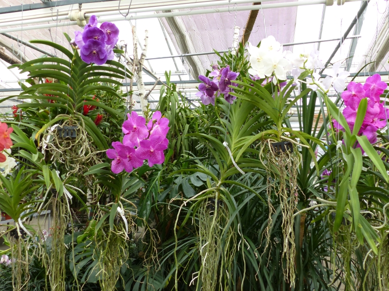Orchideen in allen Farben und Formen