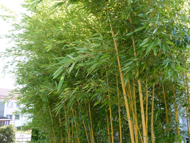 Bambuswald im Garten